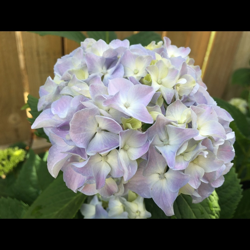 Meet your Posher, Channie